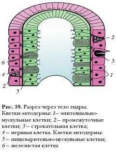 Кракен тг ссылка